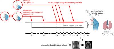 In vivo low-dose phase-contrast CT for quantification of functional and anatomical alterations in lungs of an experimental allergic airway disease mouse model